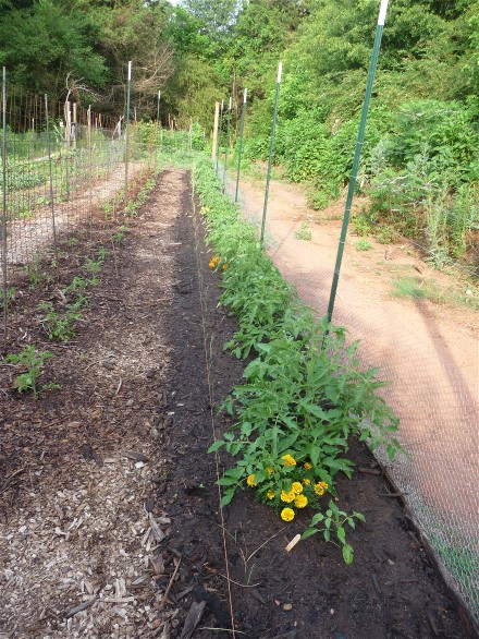 Web 2014-05-27 Heirloom Tomato Unscreened Compost 105.jpg